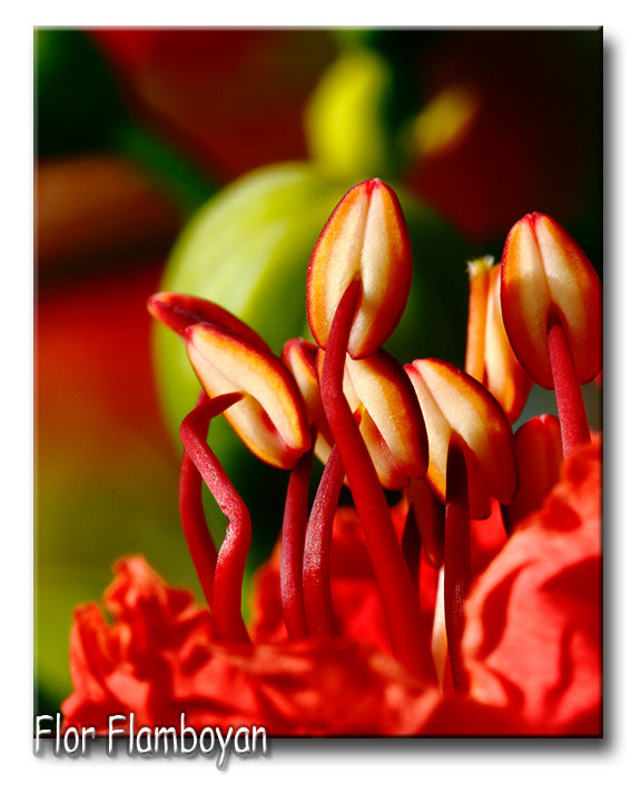 Metal Prints de Fotografía | Impresión en Aluminio Premium